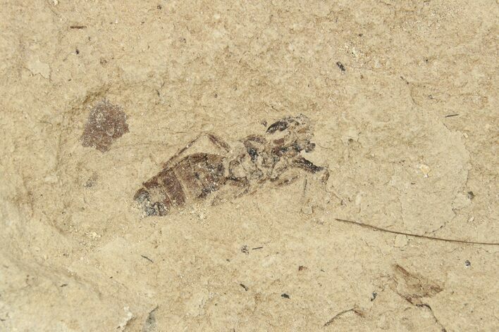 Fossil Ant (Formicidae) - Bois d’Asson, France #254246